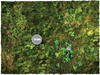 DEEP-CUT Jungle - Mousepad, 4x6 feet