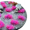 GSW - Martian Fluor Tufts - ANDROMEDA PINK